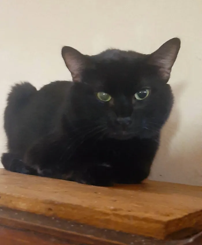Gato ra a Pelo curto idade 3 anos nome Preto