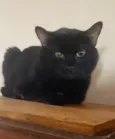 Preto