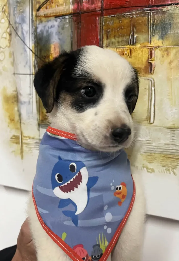 Cachorro ra a SRD-ViraLata idade Abaixo de 2 meses nome Benny
