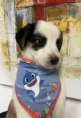Benny
