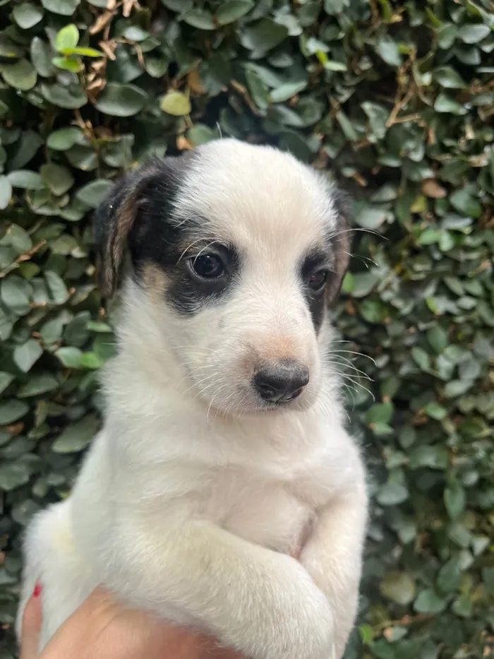 Cachorro ra a SRD-ViraLata idade Abaixo de 2 meses nome Benny