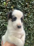 Benny