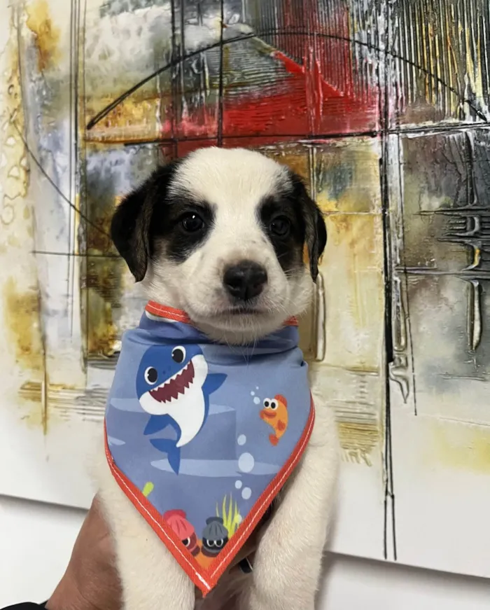 Cachorro ra a SRD-ViraLata idade Abaixo de 2 meses nome Benny
