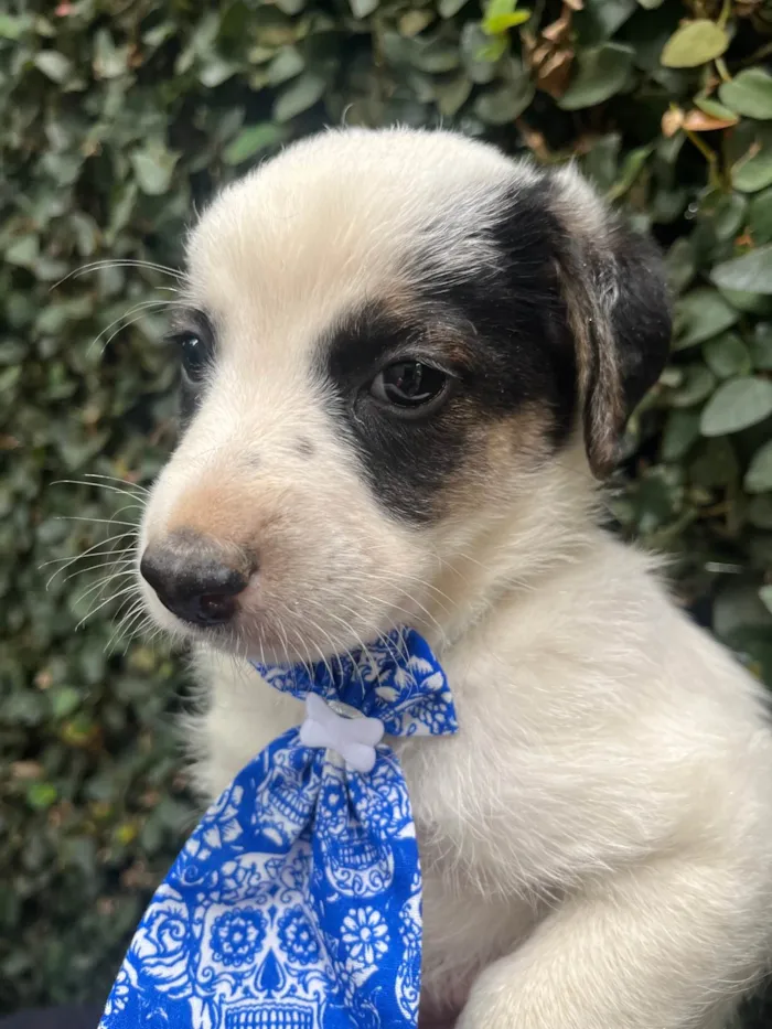 Cachorro ra a SRD-ViraLata idade Abaixo de 2 meses nome Benny