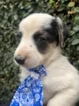Benny