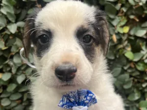 Cachorro raça SRD-ViraLata idade Abaixo de 2 meses nome Benny
