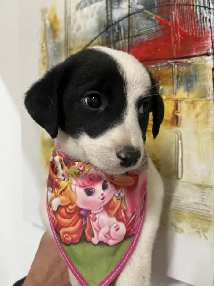 Cachorro ra a SRD-ViraLata idade Abaixo de 2 meses nome Pucca