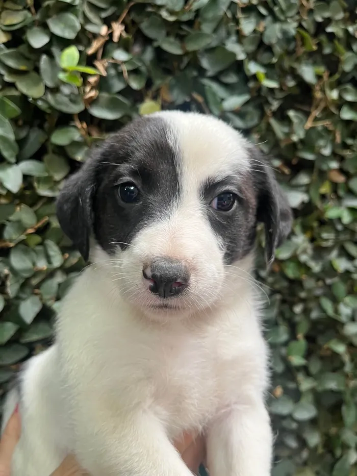 Cachorro ra a SRD-ViraLata idade Abaixo de 2 meses nome Pucca