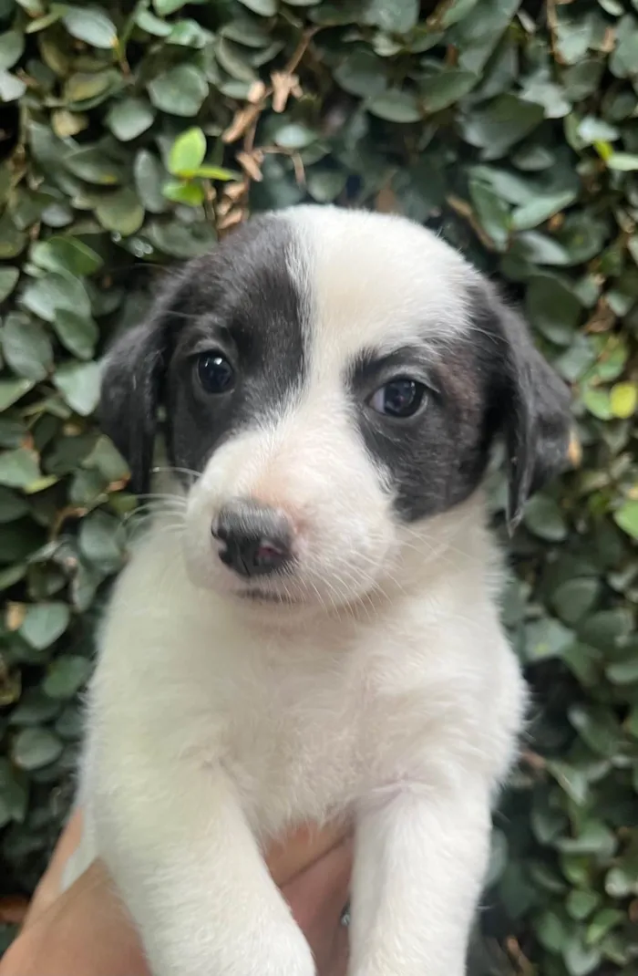 Cachorro ra a SRD-ViraLata idade Abaixo de 2 meses nome Pucca