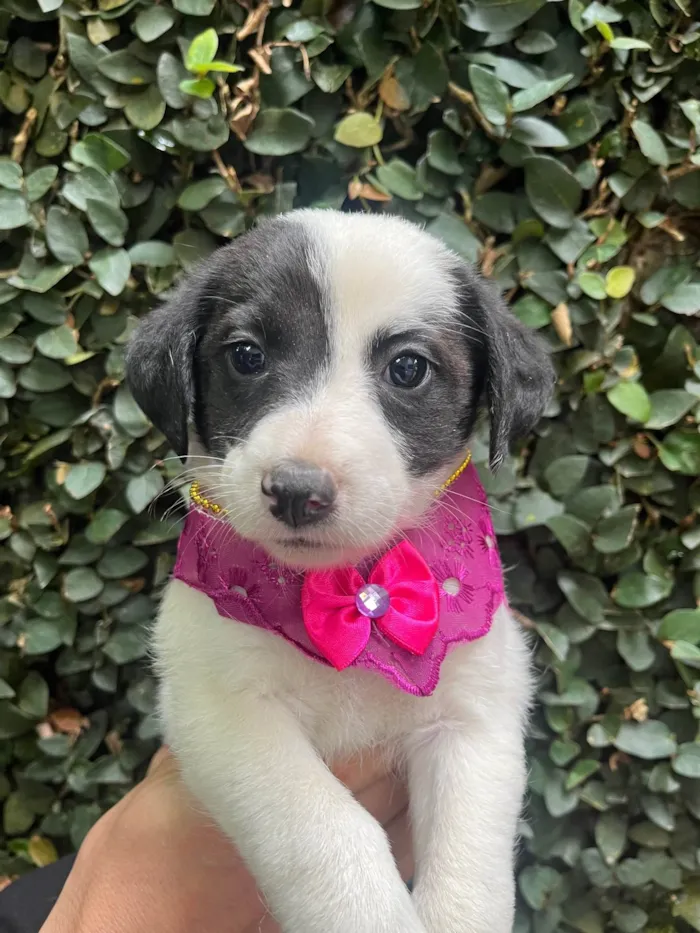 Cachorro ra a SRD-ViraLata idade Abaixo de 2 meses nome Pucca