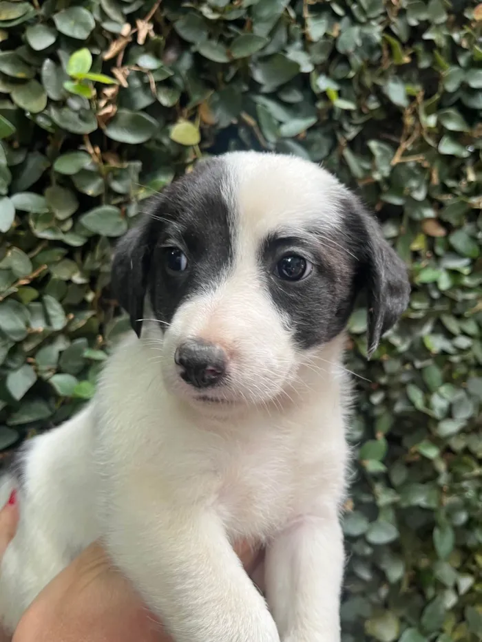 Cachorro ra a SRD-ViraLata idade Abaixo de 2 meses nome Pucca