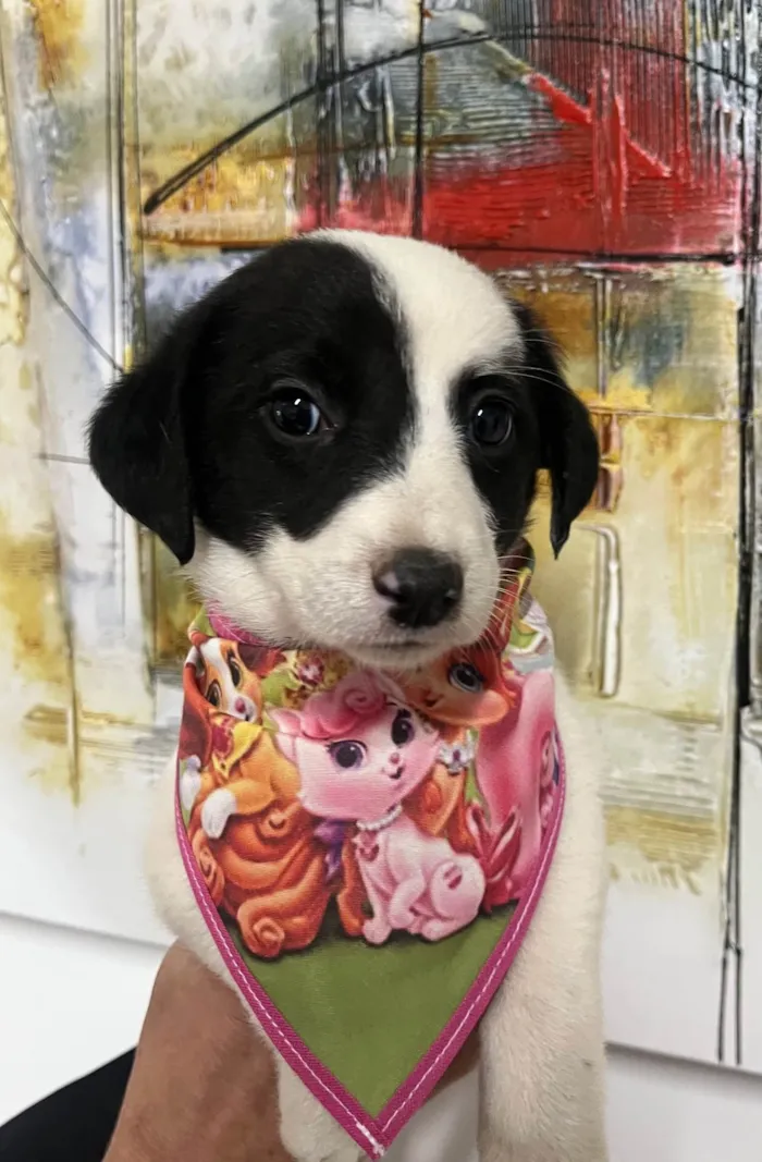 Cachorro ra a SRD-ViraLata idade Abaixo de 2 meses nome Pucca