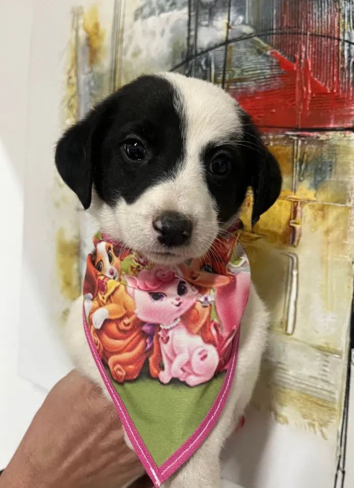 Cachorro ra a SRD-ViraLata idade Abaixo de 2 meses nome Pucca