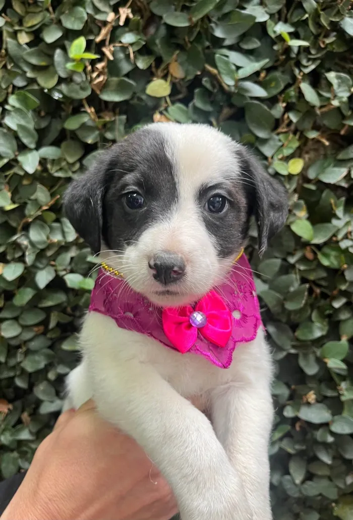 Cachorro ra a SRD-ViraLata idade Abaixo de 2 meses nome Pucca