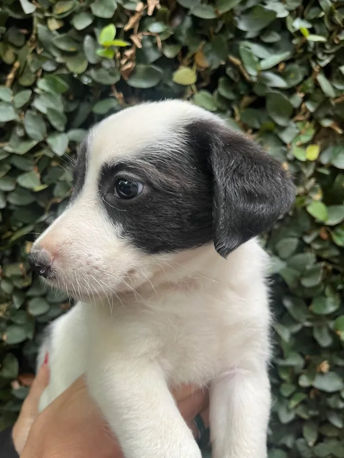 Cachorro ra a SRD-ViraLata idade Abaixo de 2 meses nome Pucca