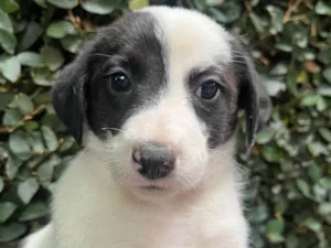 Cachorro raça SRD-ViraLata idade Abaixo de 2 meses nome Pucca