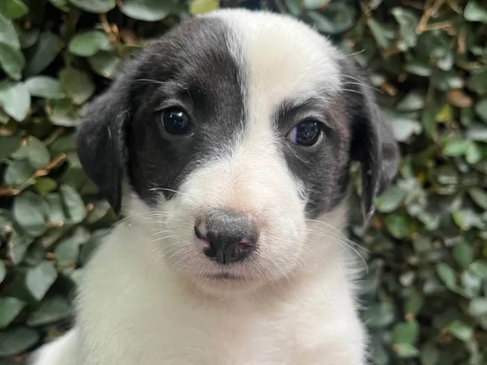 Cachorro ra a SRD-ViraLata idade Abaixo de 2 meses nome Pucca