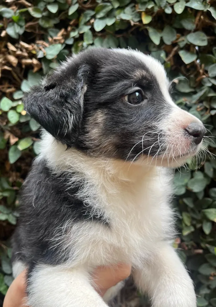 Cachorro ra a SRD-ViraLata idade Abaixo de 2 meses nome Lucca