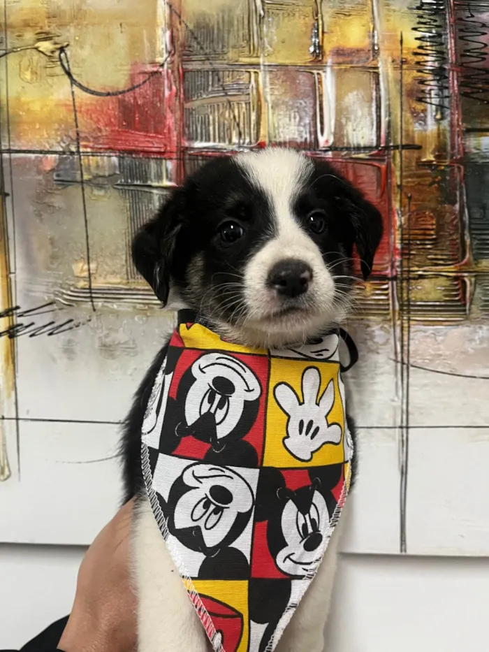 Cachorro ra a SRD-ViraLata idade Abaixo de 2 meses nome Lucca