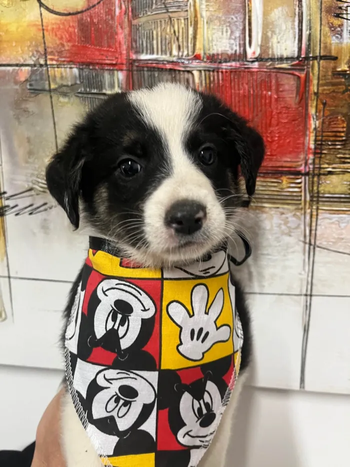 Cachorro ra a SRD-ViraLata idade Abaixo de 2 meses nome Lucca