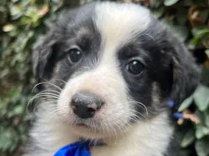 Cachorro raça SRD-ViraLata idade Abaixo de 2 meses nome Lucca