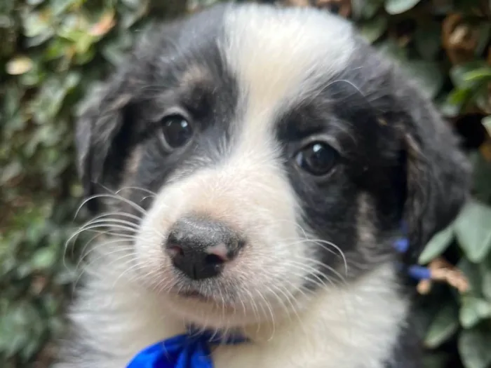 Cachorro ra a SRD-ViraLata idade Abaixo de 2 meses nome Lucca