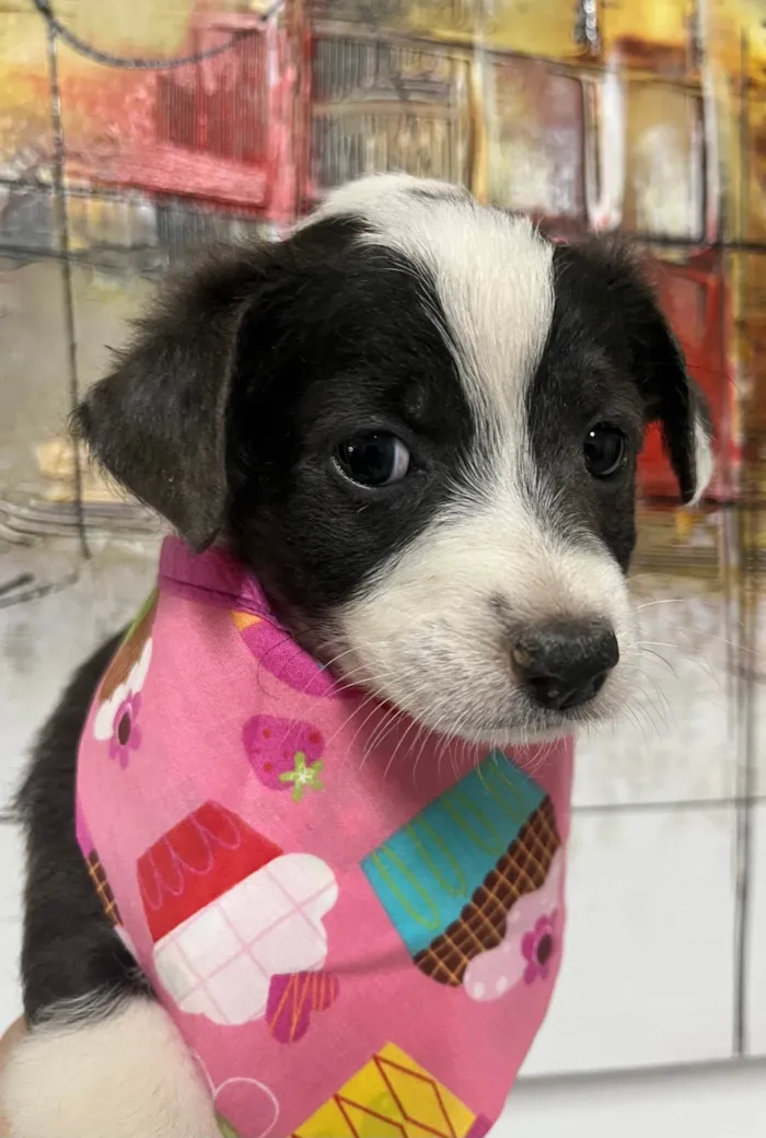Cachorro ra a SRD-ViraLata idade Abaixo de 2 meses nome Milla