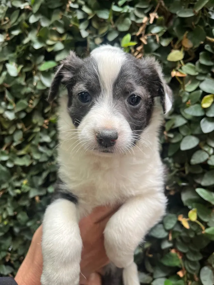 Cachorro ra a SRD-ViraLata idade Abaixo de 2 meses nome Milla