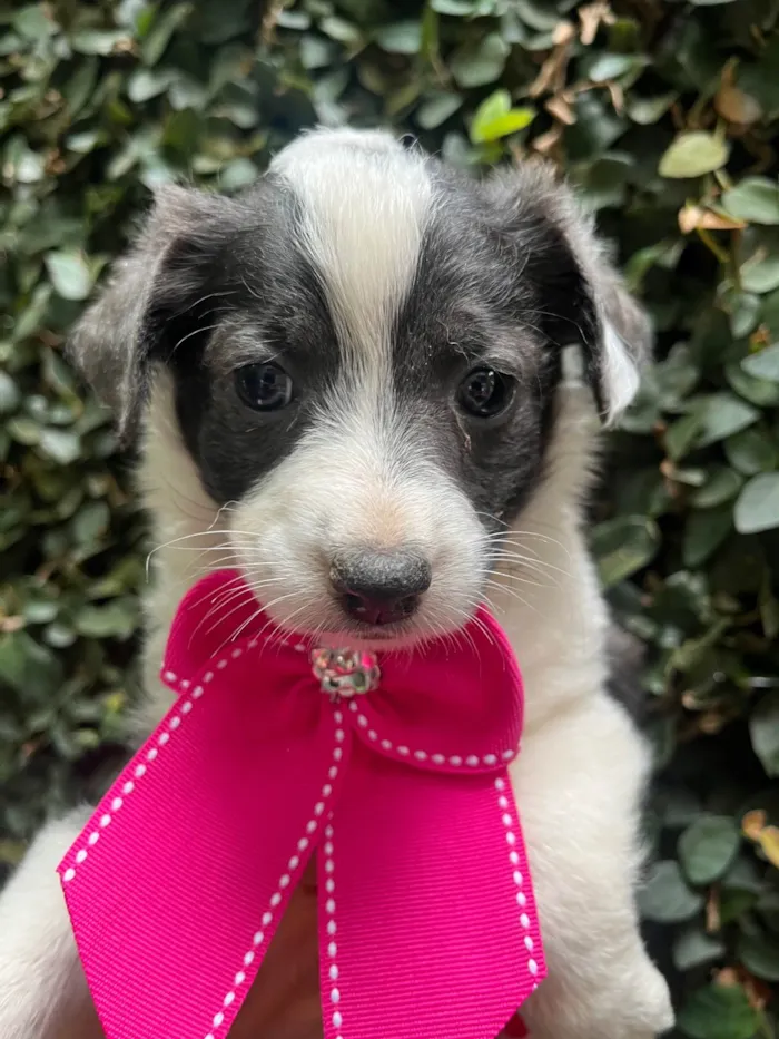 Cachorro ra a SRD-ViraLata idade Abaixo de 2 meses nome Milla