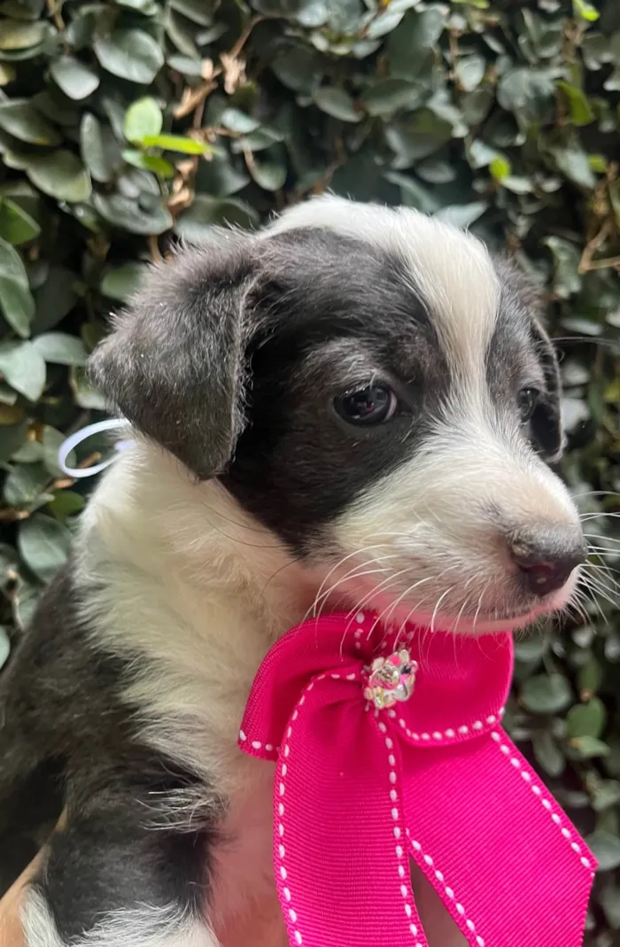 Cachorro ra a SRD-ViraLata idade Abaixo de 2 meses nome Milla