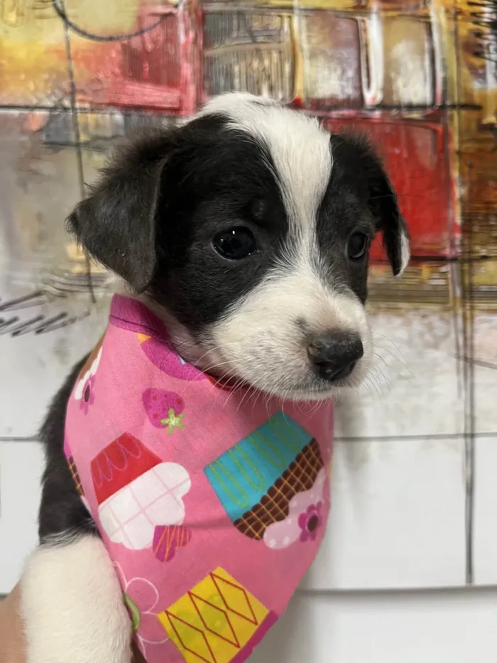 Cachorro ra a SRD-ViraLata idade Abaixo de 2 meses nome Milla