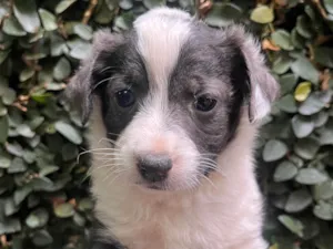 Cachorro raça SRD-ViraLata idade Abaixo de 2 meses nome Milla