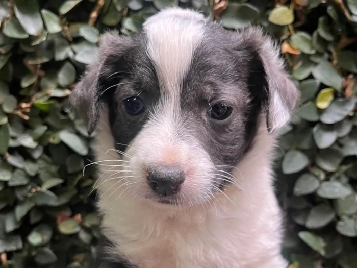 Cachorro ra a SRD-ViraLata idade Abaixo de 2 meses nome Milla