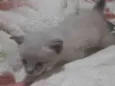 Mily