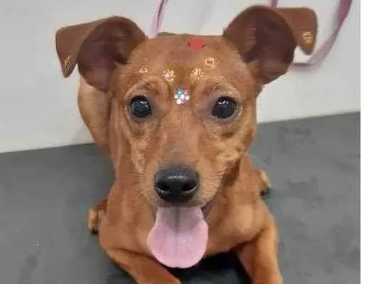 Cachorro ra a Mistura de raça   idade 7 a 11 meses nome Kiara