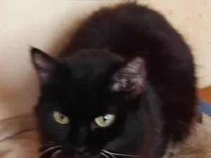Gato raça  idade 3 anos nome Pretinha
