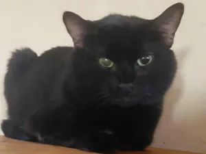 Gato raça Pelo curto idade 3 anos nome Preto
