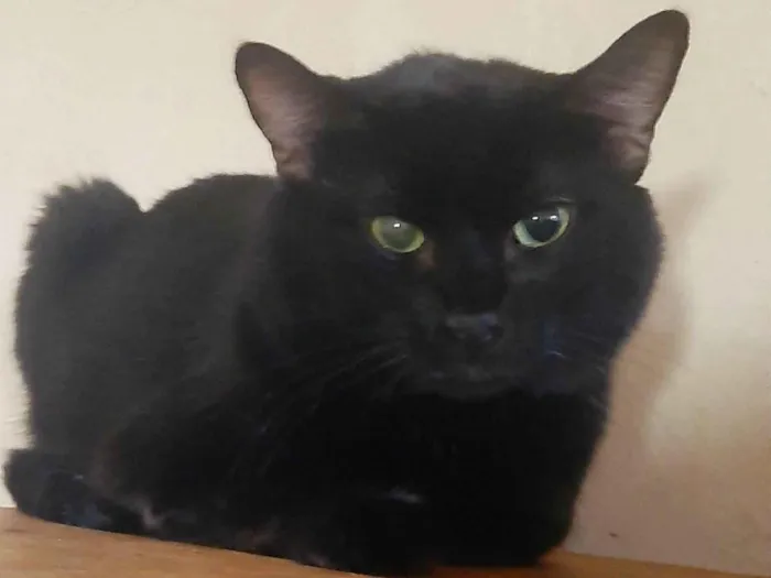 Gato ra a Pelo curto idade 3 anos nome Preto