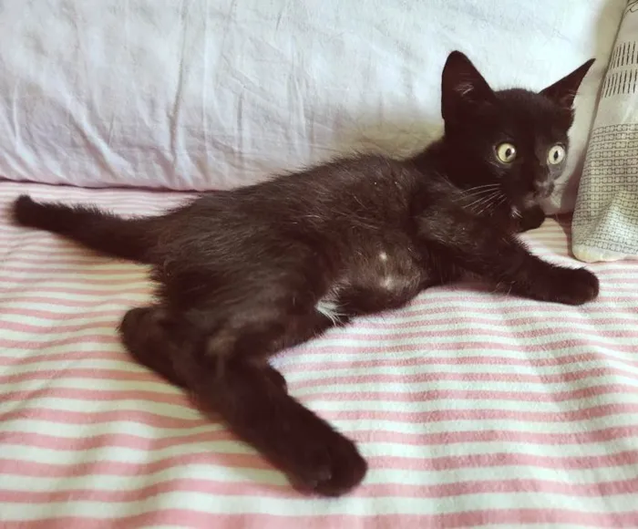 Gato ra a SRD-ViraLata idade 2 a 6 meses nome RAFINHA BLACK
