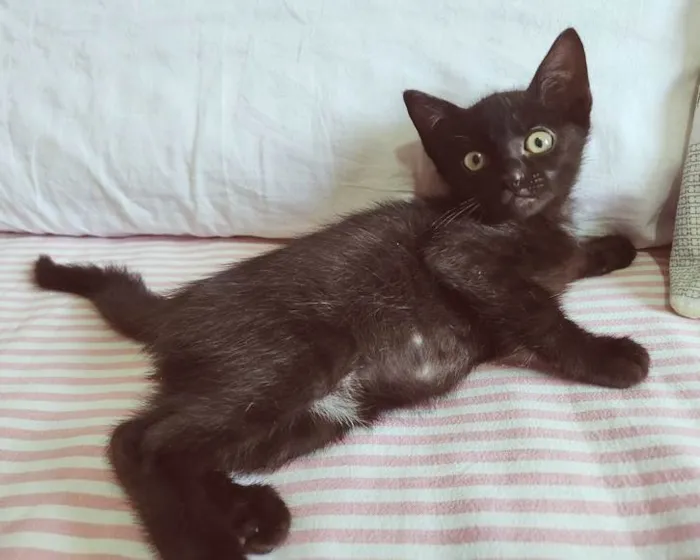Gato ra a SRD-ViraLata idade 2 a 6 meses nome RAFINHA BLACK
