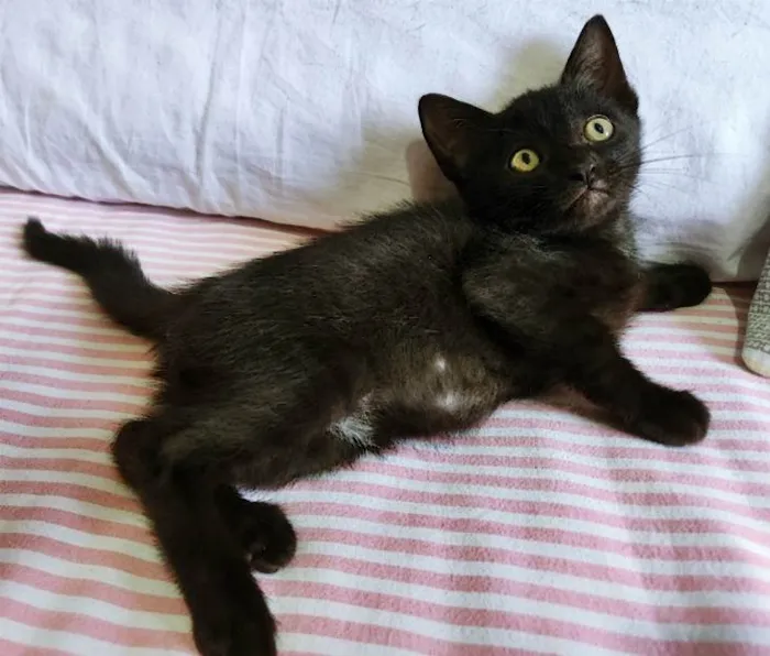 Gato ra a SRD-ViraLata idade 2 a 6 meses nome RAFINHA BLACK
