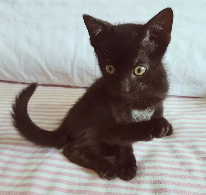 Gato ra a SRD-ViraLata idade 2 a 6 meses nome RAFINHA BLACK
