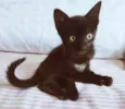 RAFINHA BLACK