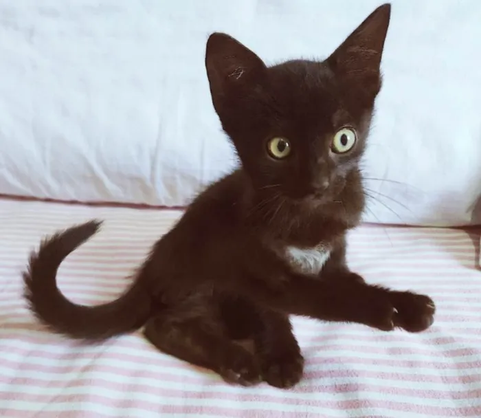 Gato ra a SRD-ViraLata idade 2 a 6 meses nome RAFINHA BLACK