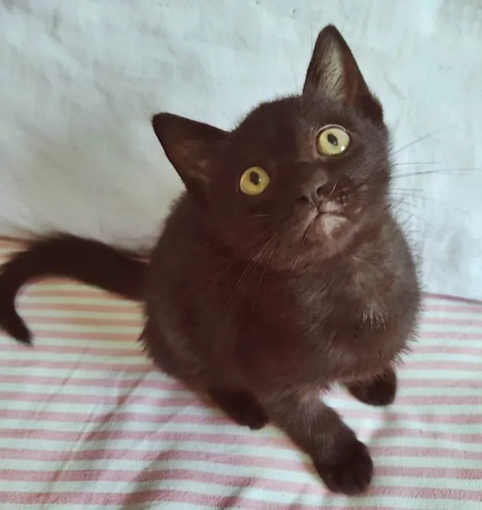 Gato ra a SRD-ViraLata idade 2 a 6 meses nome RAFINHA BLACK