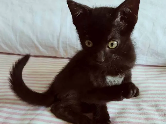 Gato ra a SRD-ViraLata idade 2 a 6 meses nome RAFINHA BLACK