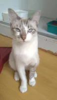 NINO
