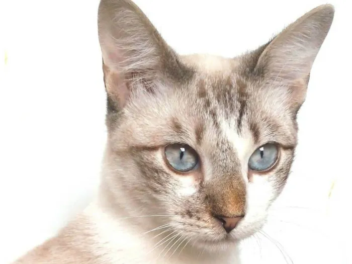Gato ra a srd idade 7 a 11 meses nome NINO
