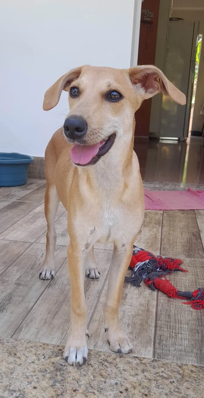 Cachorro ra a Sem raça  idade Abaixo de 2 meses nome Thor 