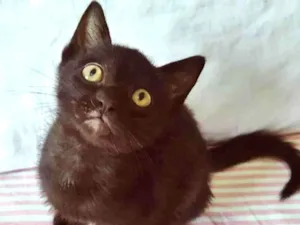 Gato raça SRD-ViraLata idade 2 a 6 meses nome RAFINHA BLACK